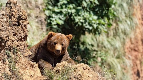 “Хүрэн баавгай” агнасан хэргийг илрүүллээ